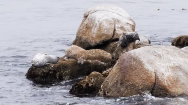 Phoques communs soleil sur un rocher — Video