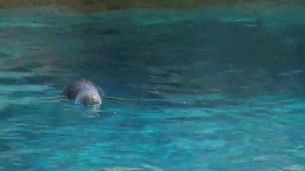 Feenpinguin schwimmt im Wasser — Stockvideo