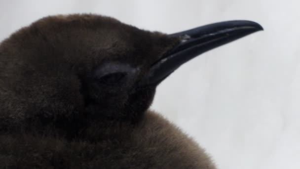 Koning penguin chick — Stockvideo