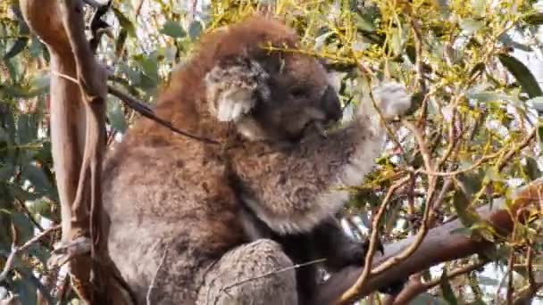 Koala кормит листья — стоковое видео