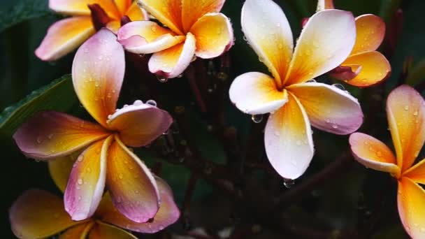 Flores cor de rosa frangipani — Vídeo de Stock