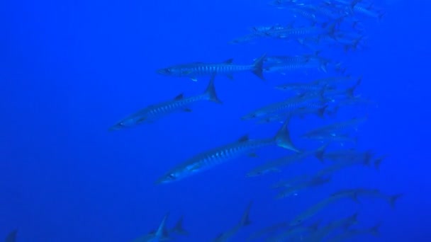 Barracuda in una barriera corallina tropicale — Video Stock