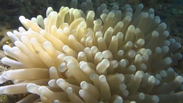 Närbild Heliofungia Korall Och Dess Kommensaler Räkor Ett Korallrev — Stockvideo