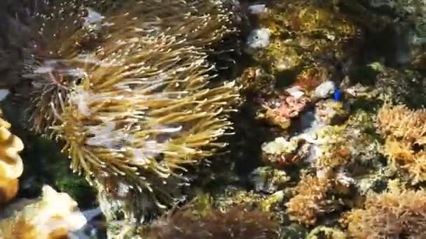 Vannoverflate i korallkolonier – stockvideo
