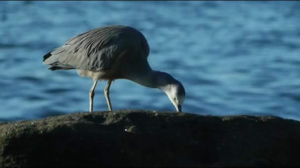 Witte geconfronteerd heron voeding — Stockvideo