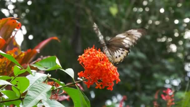 Mariposa se alimenta de flor — Vídeo de stock