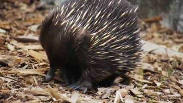 Echidna zoeken naar mieren — Stockvideo