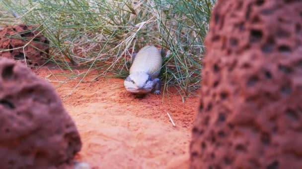 Blauzungenechse taucht aus Gras auf — Stockvideo