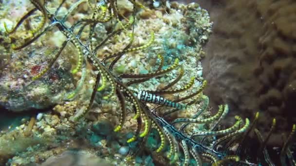 Crinoid shrimp on an arm of star — Stock Video