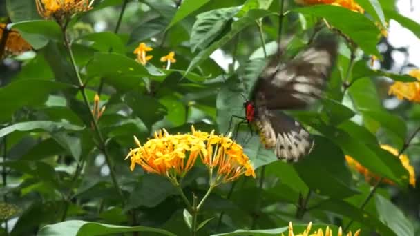 Mariposa alimentándose de la flor — Vídeos de Stock