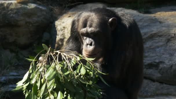 Chimpansee, eten van de bladeren — Stockvideo