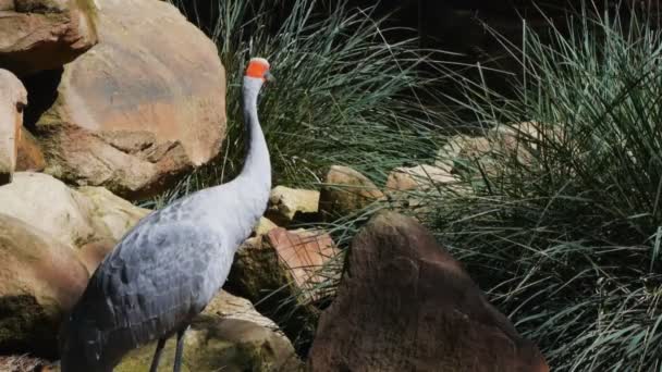 Brolga mirando a su alrededor — Vídeos de Stock