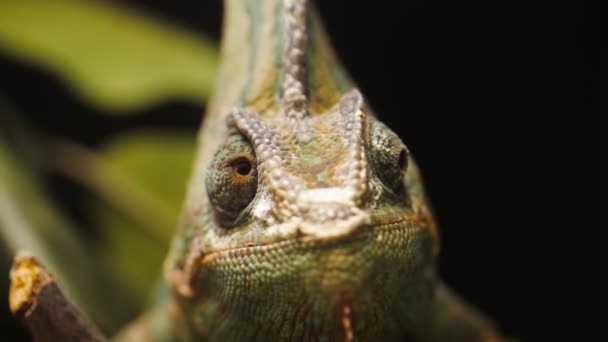 Head of a veiled chameleon — Stock Video