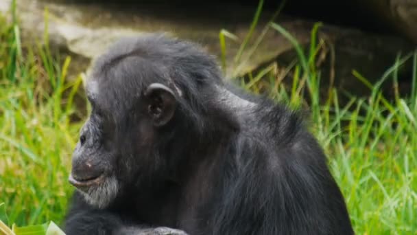 Chimpanzee eating leaves — Stock Video