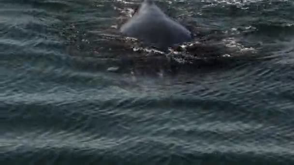 Walvis duiken onder water — Stockvideo