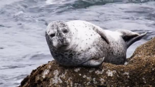 Seal vilar på en sten — Stockvideo