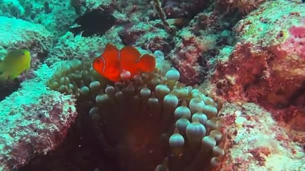 Peixe-palhaço no grande recife de barreira — Vídeo de Stock