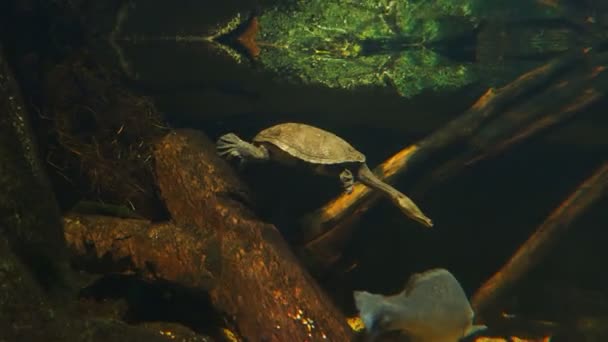 Tartaruga e pesci nuotano intorno al torrente — Video Stock