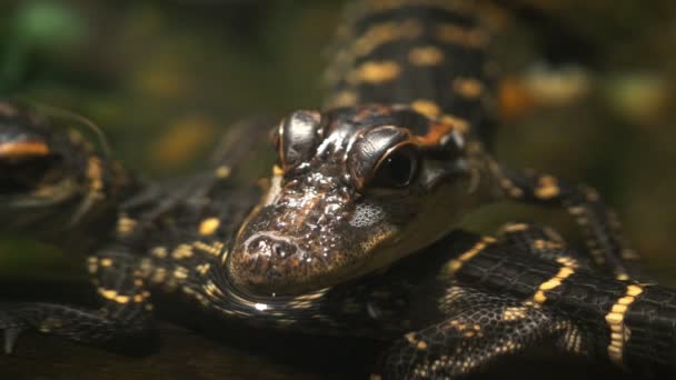 Baby alligators close up — Stock Video