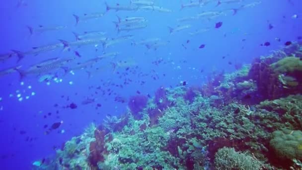 Barracuda nadar acima de um recife de coral — Vídeo de Stock