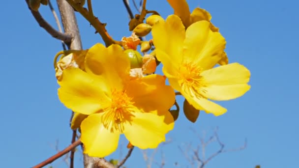 Kapok bloemen in nationaal park mary river — Stockvideo