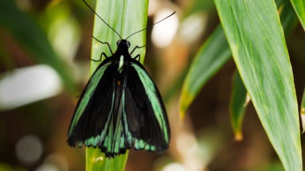 Kelebek yeşillik üzerinde duruyor — Stok video