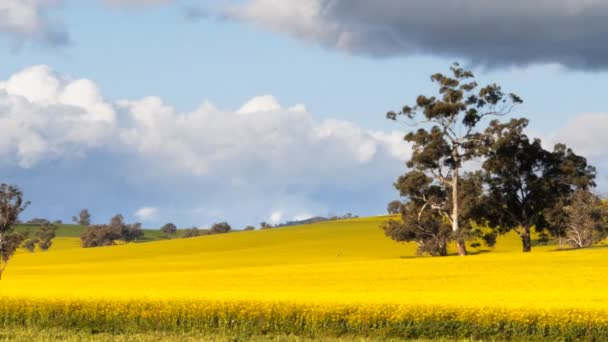 Canola velden in landelijke Nieuw Zuid wales — Stockvideo