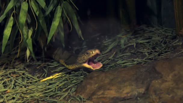 Cobra abriendo la boca — Vídeos de Stock