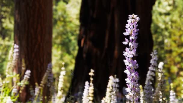 Sequoia de árvores no bosque mariposa — Vídeo de Stock