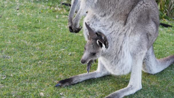 Eastern grey kangaroo joey — Stock Video