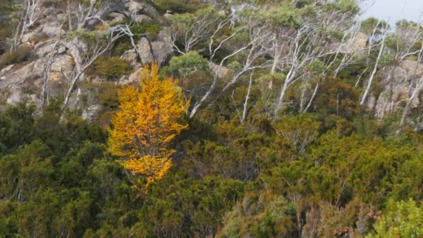 Beech träd omringat av vindpinade eucalptus — Stockvideo