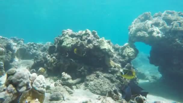 Peixe na baía de honolua — Vídeo de Stock