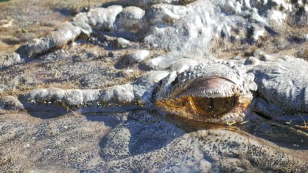 Olho de crocodilo de água salgada — Vídeo de Stock