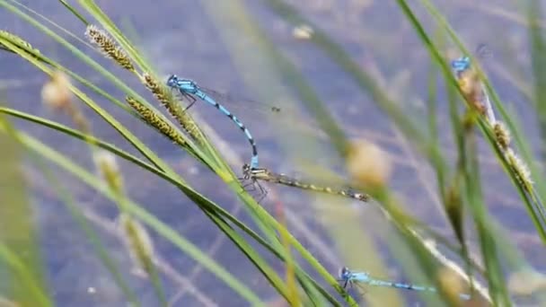 Bluet dragonflies reproducing on a reed — Stock Video