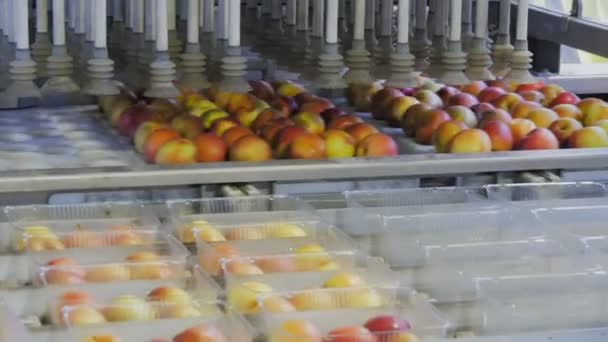 ハオンビル オーストラリア 2015 リンゴを拾うとハオンビル タスマニアで流した梱包リンゴのプラスチック トレーに置く自動機のクローズ アップ — ストック動画