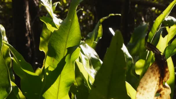 Viento moviendo hojas de helecho birdsnest — Vídeo de stock