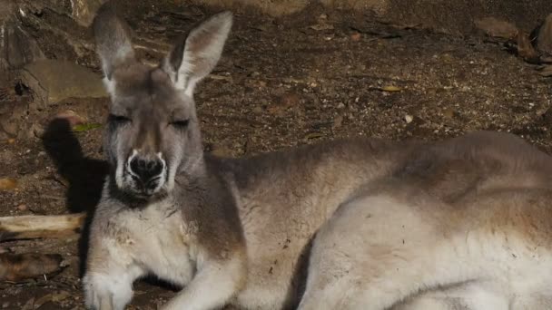 Kangaroo poking out its tongue — Stock Video