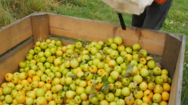 Sbíral zlaté lahodná jablka — Stock video