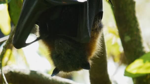 Летучая мышь на дереве — стоковое видео