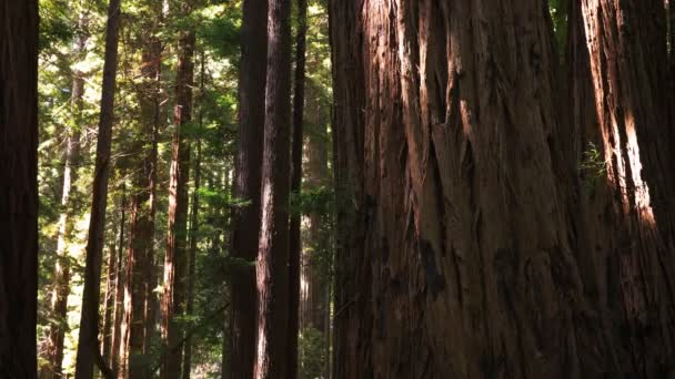 Redwood träd på Muir Woods — Stockvideo