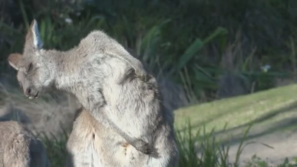 Kangaroo scratching its belly — Stock Video