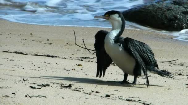 Pied shag trocknet seine Flügel — Stockvideo