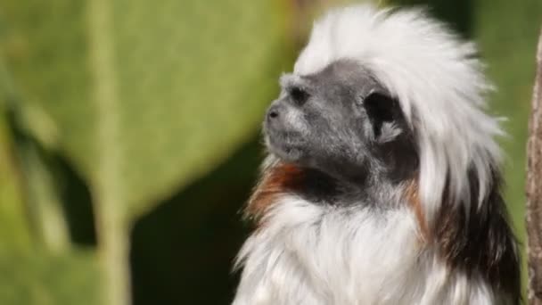 Pamuk en iyi pembe maymun etrafına bakıyor — Stok video