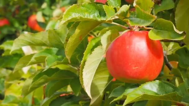 Branch of ripe pink lady apples — Stock Video