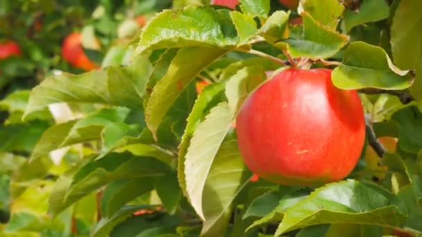 Zweig reifer rosa Damenäpfel — Stockvideo