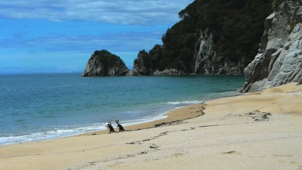 Shags on the beach at mutton cove — Stock Video