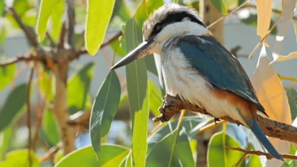 Blaue geflügelte Kookaburra — Stockvideo