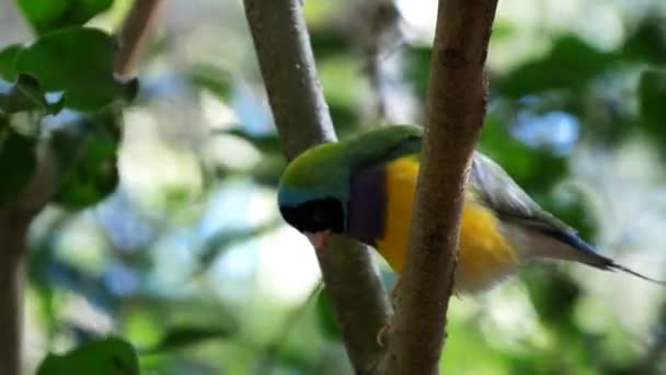 Gouldian finch uppflugna på en gren — Stockvideo