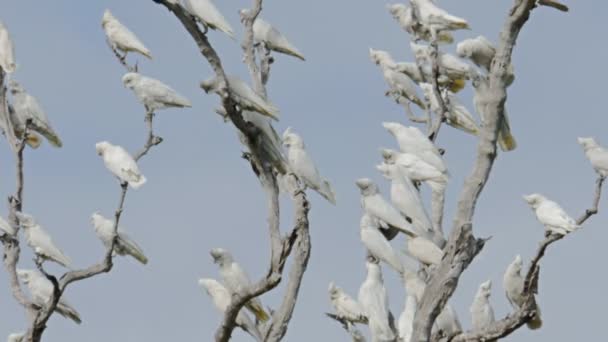 Παπαγάλοι σε ένα δέντρο τρέπεται σε φυγή — Αρχείο Βίντεο