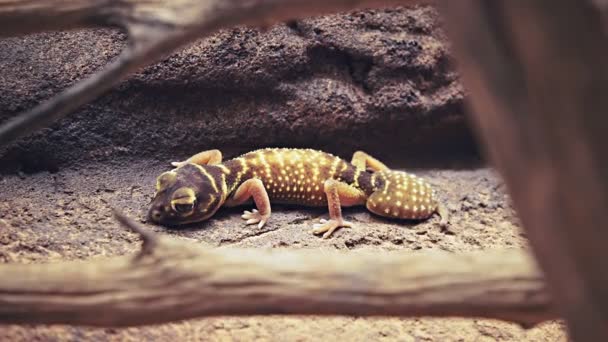 Gecko descansando sobre una cornisa de roca — Vídeo de stock